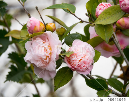 pink camellia blossoms in tree. 98941046