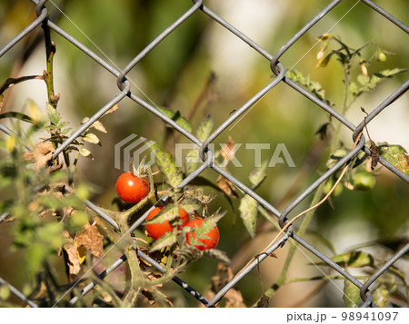 green tomatoes with one ripen Tomato in tree 98941097