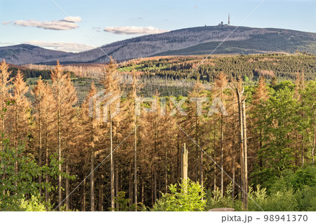 Aerial view of forest dieback in Harz national park Germany 98941370