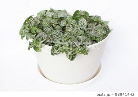 観葉植物 フィットニア 観葉植物 フィットニア 98941442