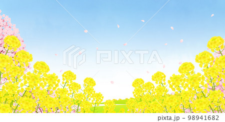 菜の花畑と桜並木　背景素材 98941682