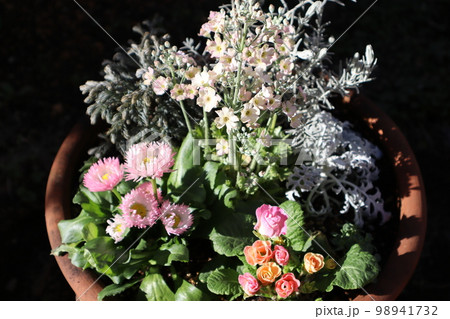 サクラソウ、デージーの花寄せ植え 98941732