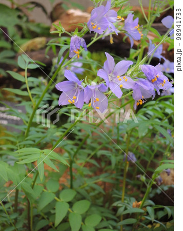 エゾノハナシノブ　学名：Polemonium caeruleum ssp. yezoense 98941733