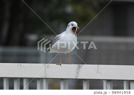鳴くカモメ 鳴くカモメ 98941958