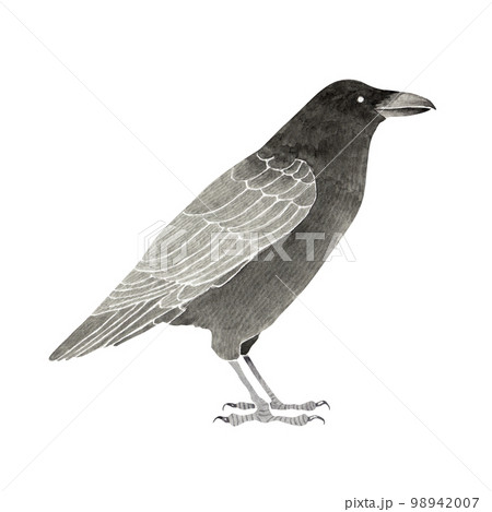 カラス 街中で見かける鳥 水彩 イラストのイラスト素材 [98942007] - PIXTA