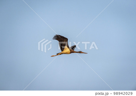Black stork or Ciconia nigra bird flying high with full wingspan in blue sky background in forest of panna national park madhya pradesh india asia 98942029