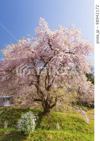 長野県小川村立屋の一本桜(ベニシダレザクラ) 長野県小川村立屋の一本桜(ベニシダレザクラ) 98942172