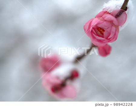 1月の雪の日に咲いた紅梅「未開紅（ミカイコウ）」 98942228
