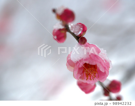 1月の雪の日に咲いた紅梅「未開紅(ミカイコウ)」 1月の雪の日に咲いた紅梅「未開紅(ミカイコウ)」 98942232