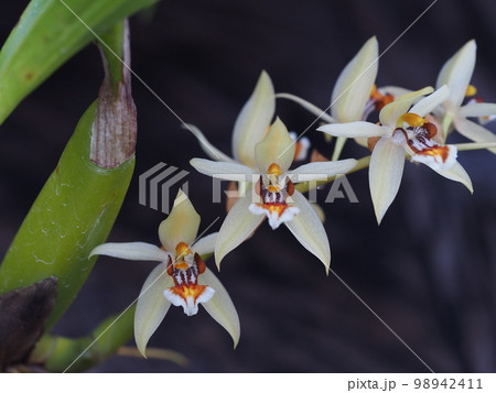 セロジネ・レンティギノサ　Coelogyne lentiginosa　ランの原種 98942411