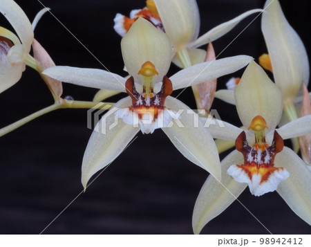 セロジネ・レンティギノサ　Coelogyne lentiginosa　ランの原種 98942412