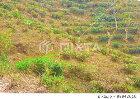 Cut and pruned tea garden on mountain slope. Farm Landscape Scenery. Darjeeling West Bengal India South Asia Pacific 98942610