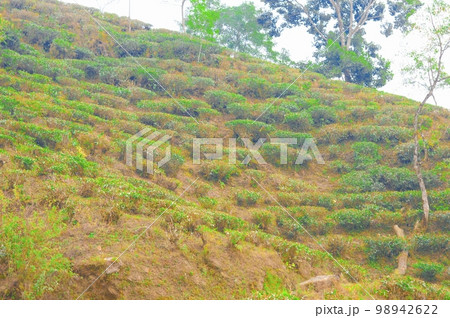 Cut and pruned tea garden on mountain slope. Farm Landscape Scenery. Darjeeling West Bengal India South Asia Pacific Cut and pruned tea garden on mountain slope. Farm Landscape Scenery. Darjeeling West Bengal India South Asia Pacific 98942622