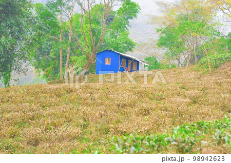 A wooden farm house at a distance with cut and pruned tea gardens in the foreground. Darjeeling West Bengal India South Asia Pacific in December A wooden farm house at a distance with cut and pruned tea gardens in the foreground. Darjeeling West Bengal India South Asia Pacific in December 98942623