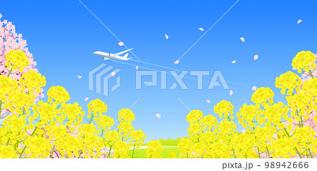 菜の花畑と桜並木 背景素材 菜の花畑と桜並木 背景素材 98942666
