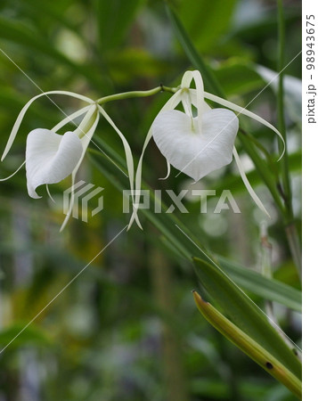 ブラッサボラ・ノドサ 　Brassavola nodosa　ランの原種 98943675