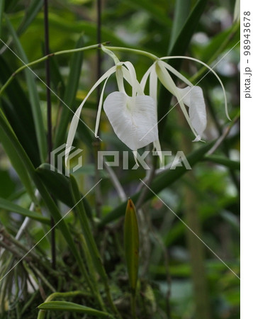 ブラッサボラ・ノドサ 　Brassavola nodosa　ランの原種 98943678