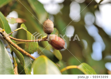 アラカシの実 98943899