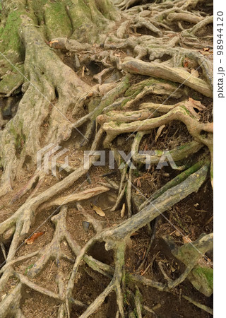 筑波山登山、茨城県 筑波山登山、茨城県 98944120