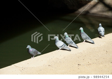 水辺に集まる鳩 水辺に集まる鳩 98944254