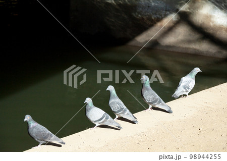 水辺に集まる鳩 水辺に集まる鳩 98944255