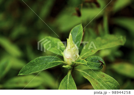 ツツジの花芽アップの写真素材 [98944258] - PIXTA