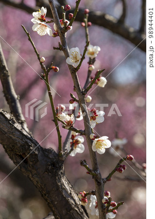 枝垂れ梅 枝垂れ梅 98944401