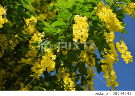 黄色い藤の花 黄色い藤の花 98944542