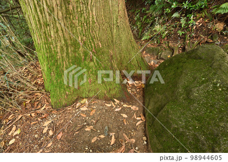 筑波山登山、茨城県 筑波山登山、茨城県 98944605