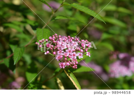 Japanese meadowsweet Japanese meadowsweet 98944658