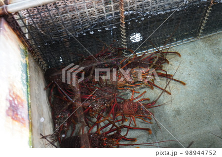 伊勢海老 伊勢海老 98944752