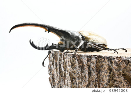 ヘラクレスオオカブト　134mm 98945008