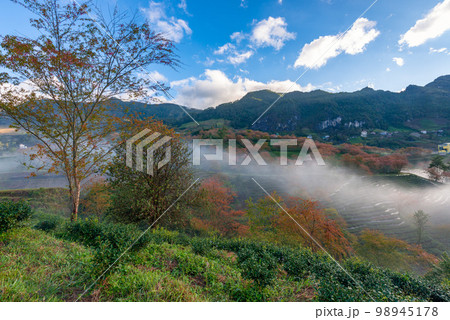 Cherry blossom in tea hill in Sapa, Vietnam in cloudy morning in spring 98945178