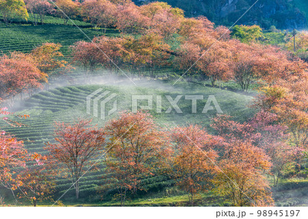 Cherry blossom in tea hill in Sapa, Vietnam in cloudy morning in spring Cherry blossom in tea hill in Sapa, Vietnam in cloudy morning in spring 98945197