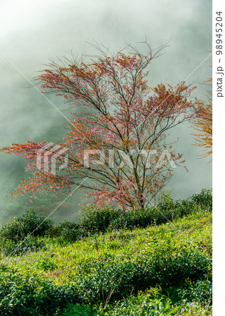 Cherry blossom in tea hill in Sapa, Vietnam in cloudy morning in spring 98945204