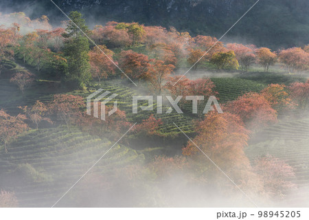 Cherry blossom in tea hill in Sapa, Vietnam in cloudy morning in spring Cherry blossom in tea hill in Sapa, Vietnam in cloudy morning in spring 98945205