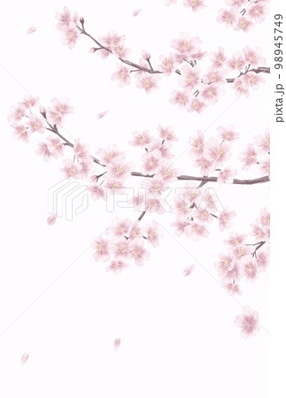 手描き風の桜の花_メッセージカード背景イラスト 98945749