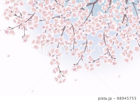 手描き風の桜の花_メッセージカード背景イラスト 手描き風の桜の花_メッセージカード背景イラスト 98945755
