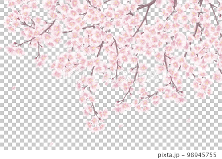 手描き風の桜の花_メッセージカード背景イラスト 手描き風の桜の花_メッセージカード背景イラスト 98945755
