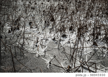 凍てついた蓮池【安曇野市】 98945930