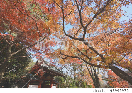 本土寺の紅葉 千葉県松戸市 98945979