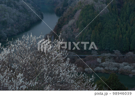 奈良県奈良市月ヶ瀬の梅林を撮影 98946039