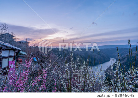 奈良県奈良市月ヶ瀬の梅林を撮影 98946048