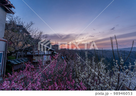 奈良県奈良市月ヶ瀬の梅林を撮影 98946053