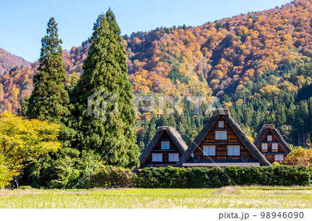 【白川郷】見頃の紅葉と三つ子の合掌造り 98946090