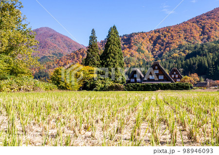 【白川郷】見頃の紅葉と三つ子の合掌造り 98946093