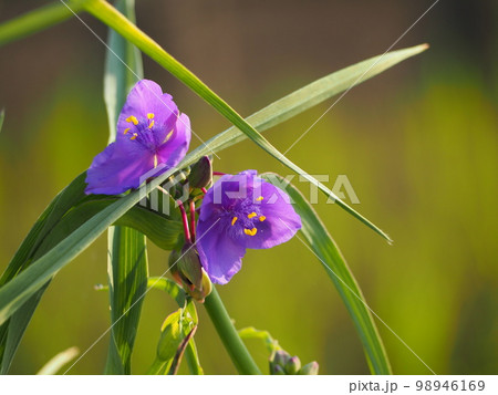 ムラサキツユクサ 98946169