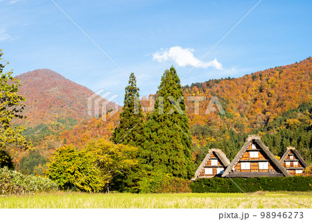 【白川郷】見頃の紅葉と三つ子の合掌造り 【白川郷】見頃の紅葉と三つ子の合掌造り 98946273