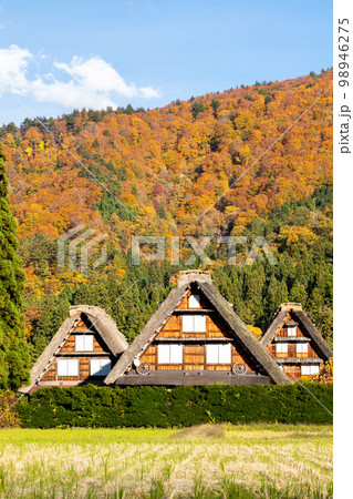 【白川郷】見頃の紅葉と三つ子の合掌造り 【白川郷】見頃の紅葉と三つ子の合掌造り 98946275