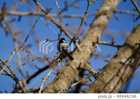 シジュウカラがイチョウや梅の新芽を食べる 98946296